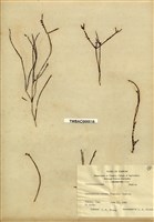 藏品(肉質盾果藻)的圖片